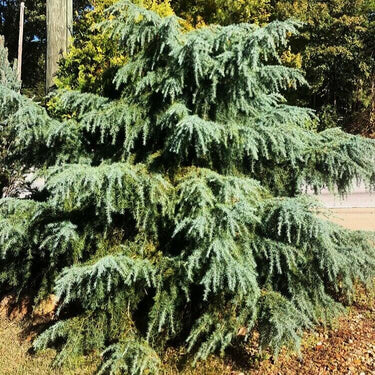 Cedrus deodara 'Feelin Blue' - mapleridgenursery